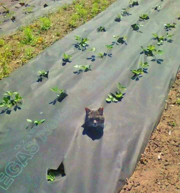 a cat's head sticking out of a line of plants growing through ground covering material that protects the plants
