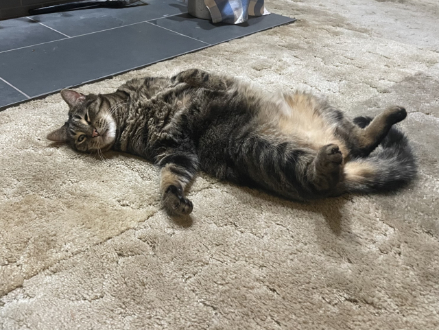 Max, a tabby cat, lying upside-down on a beige carpet next to the fireplace.