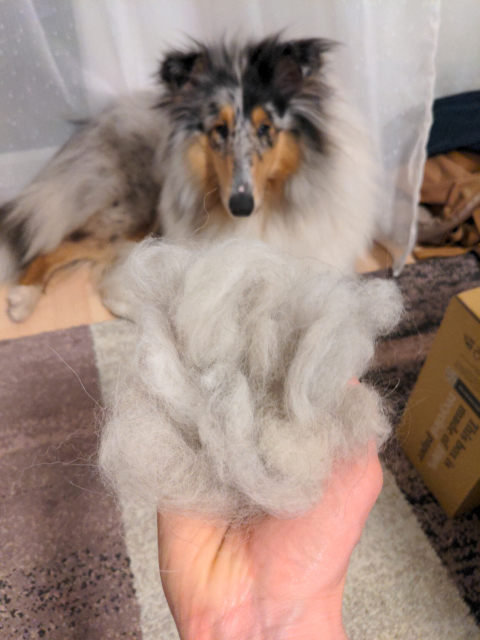 A person holding up a large fistful of white fur, in the background the former owner of said furball, Lumi the blue merle collie is looking somewhat annoyed after the long grooming session