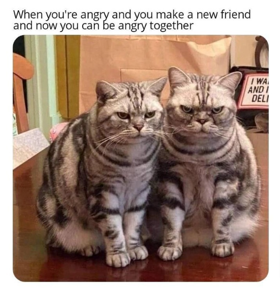 Meme of two grey mackerel tabby shot haired cats sitting together on a table looking scowly. The caption reads, "When you're angry and you make a new friend and now you can be angry together"