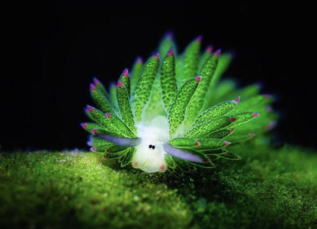 A leaf slug chilling on some plant matter.