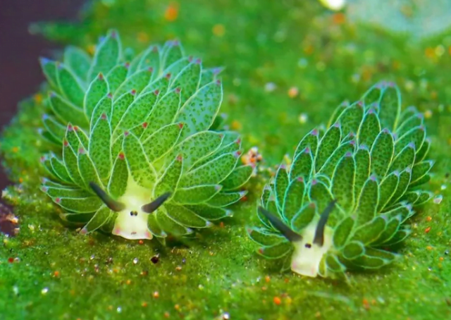 Two leaf slugs chilling on some plant matter.