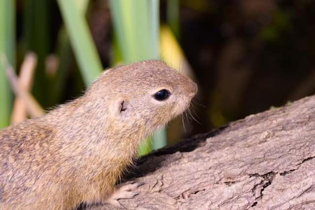 European ground squirrel on a log, with green plants. The plants are growing from the water and the log is directly above the water.