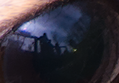 A 2x zoomed in crop of the reflection of the ground squirrel's eye showing people on a deck looking at the squirrel.