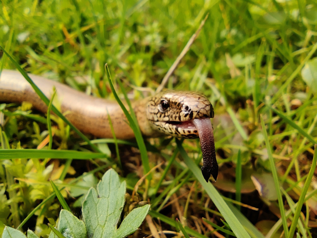 A macro of a slow worm laying in the grass with his tongue out
