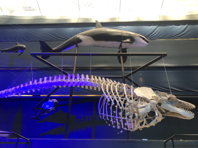 A museum reproduction of an orca skeleton