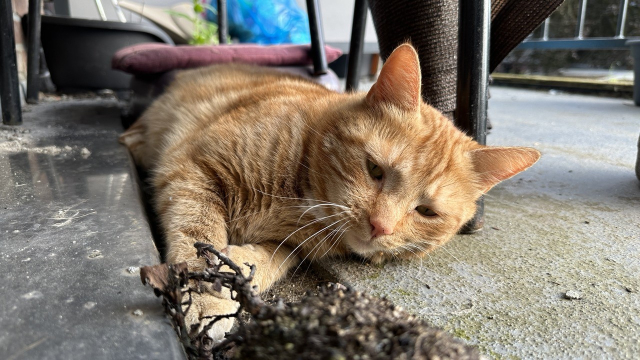 George laying on the balcony 