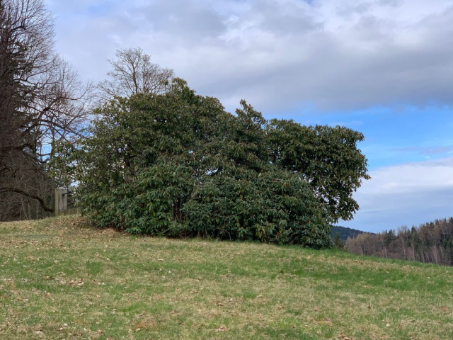 Velky, samostatne stojici rododendron na louce.