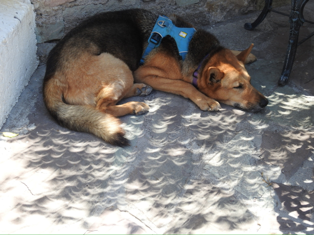 German Shepherd mix lies in a shady corner surrounded by crescent-shaped sunlight from leaves.