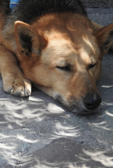 German Shepherd mix lies in the shade surrounded by crescent-shaped sunlight from leaves, and with some crescents on her forehead.