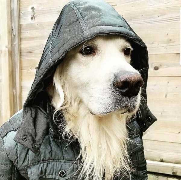 A golden retriever in a hooded jacket stares out of frame. The fur under their muzzle implies a beard.