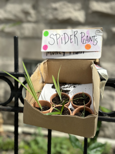 Teeny spider shoots nestled in tiny clay pots filled with soil. 