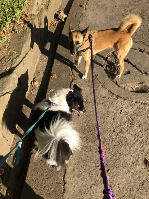 Mozzarello, un perrito peludo blanco y negro, y Gaia, una perrita color café, durante su paseo en la luz matutina.