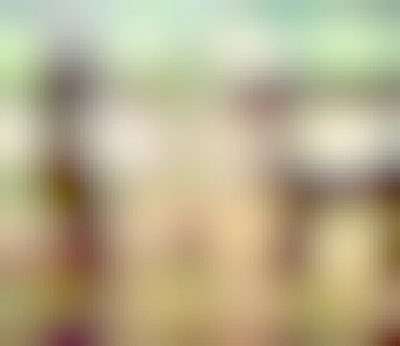 Two pictures of alpacas on a farm, on the left the alpaca has a full fluffy white coat. The one on the right is shaved and looks like a lil q-tip with its entire body bald and just its head left with fur on it.