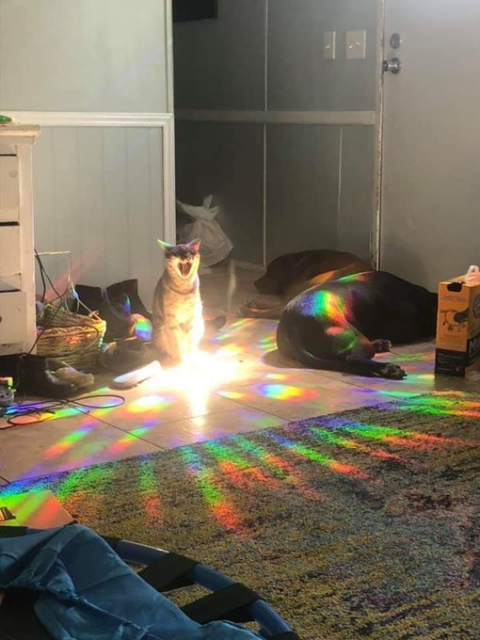 Cat yawning beneath a glimmering sunbeam, like an ultimate power up.

via: catshouldnt