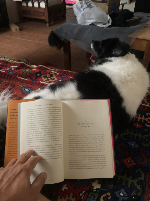 Mozzarello, my black and white and extremely hairy dog, yawns as I rest the book I'm reading on his back.