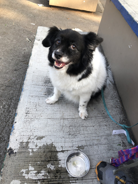 Mozzarello, mi perro blanco y negro con orejitas despeinadas, sentadito y sonriendo después del paseo matutino.