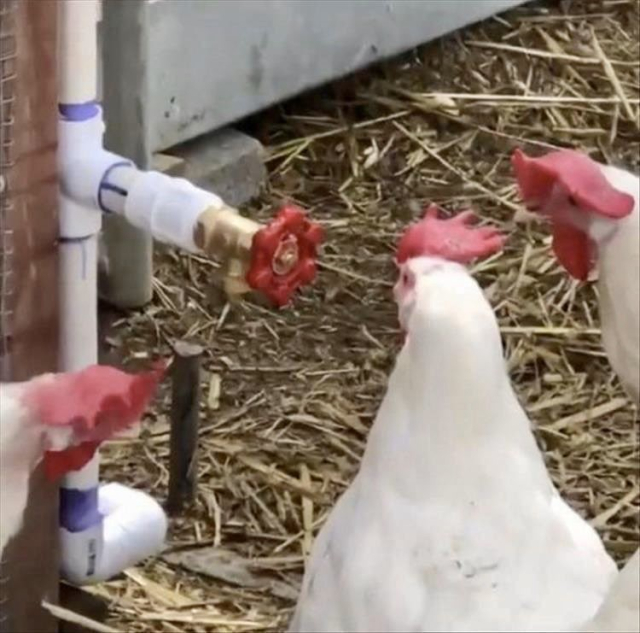 Three red and white chickens inspect a red and white water spigot.