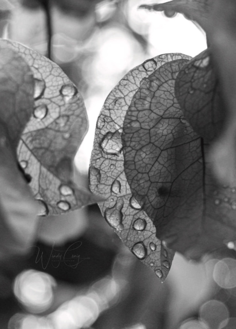 This black-and-white photograph is of bougainvillea bracts against a blurred background. The bracts have raindrops on them.