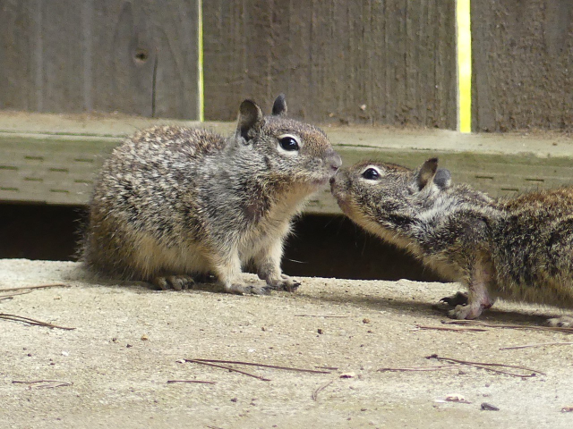 Baby on right cautiously touches noses with the frozen chunky baby