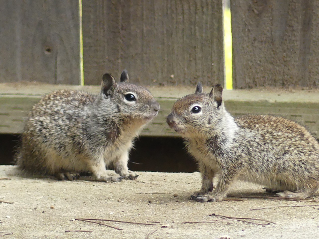 The baby on the right has relaxed now after identifying its family member, other baby still frozen. He’s probably busy digesting :)