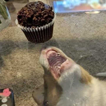 A dog, under a glass table, jaws wide, tries to reach a cupcake sitting on the table above.