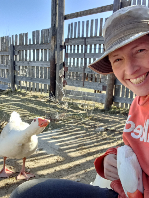 A slightly different angle on the same view, now showing the gander who is yelling threats at me from a couple feet away while the goose continues to snuggle.  I look even more excited/worried.