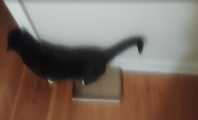 A blurry photo of a small black cat, with it's back feet in the box, casually pretending it wasn't just about trapped.