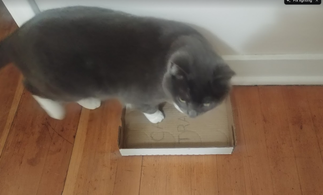 A photo of a grey cat with it's front feet in the box, looking surprised it was almost caught.