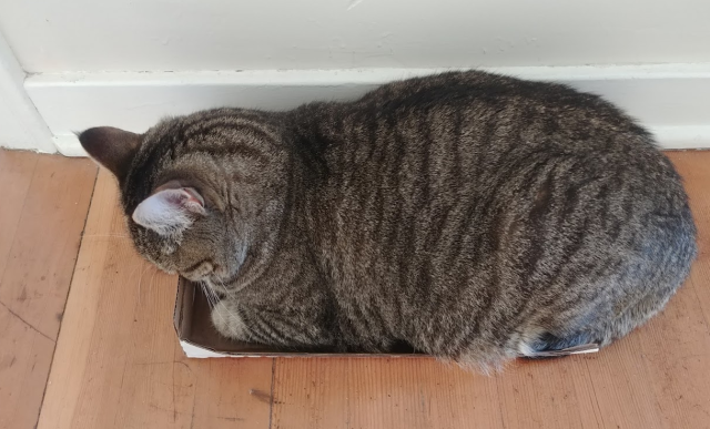 A photo of a tabby cat sleeping in the box. Caught one!