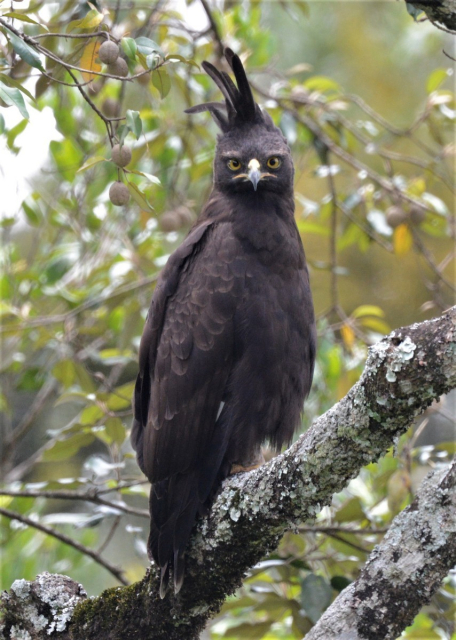 a long crested eagle (brown, with tall mohawk like feathers on its head) sitting on a branch, looking at you with annoyance