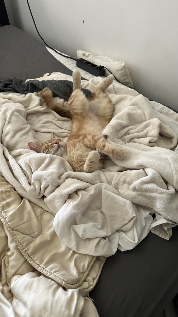 Washy upside down on bed