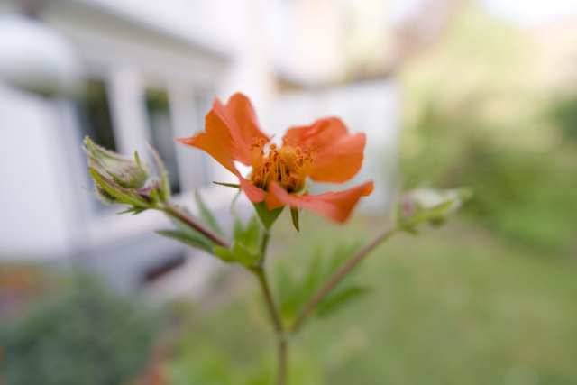 a flower with a very blurry background