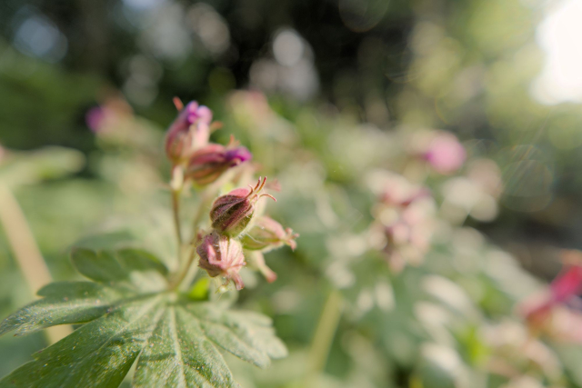 more flowers in front of a blurry background