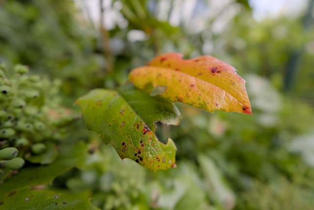 this time, the example photo is a pair of leaves. one is orange, the other is green. the background is very blurry here too.