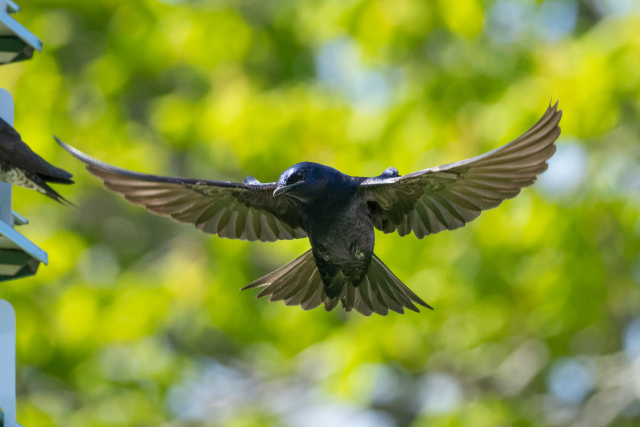 an iridescent blue purple bird with wings spread wide and little feet tucked up into their body. they are facing the camera and have their head to the side so their shiny eye is visible. every feather in their wings and tail are spread wide as they hover in the air next to a martin house where the tail of another martin is visible. they are in front of an out of focus bright green background