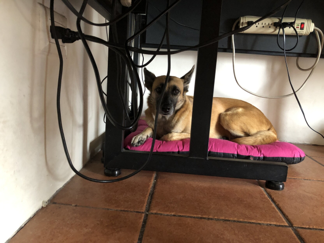 Una perrita orejona color café y miel, sobre una almohada rosa mexicano, debajo de mi escritorio, ahí donde abundan los cables y los bits tirados.