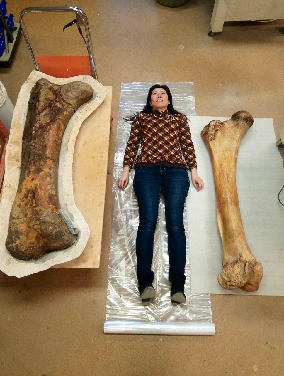 A femur of Triceratops  next to a woman next to the femur of am African elephant. 
Found on Reddit.https://www.reddit.com/r/AbsoluteUnits/comments/gbgcf5/triceratops_femur_extreme_left_vs_elephant_femur/