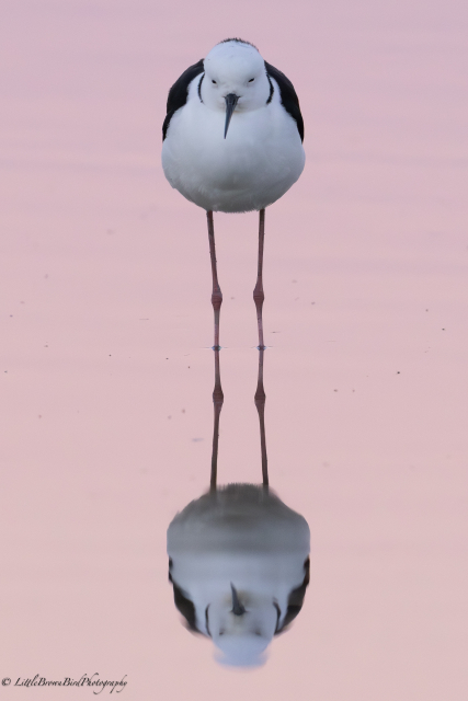 A pied stilt and it's reflection - the stilt is facing the camera and it's legs merge into those of the reflection and just go on forever and ever with a little teeny chubby body on either end.
