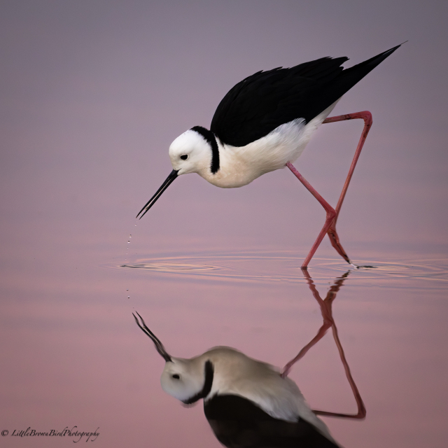 A pied stilt hunting through a pink hued sunset lake.  There are a few drops of water falling from it's bill and it's red legs make crazy geometric shapes with their own reflections.