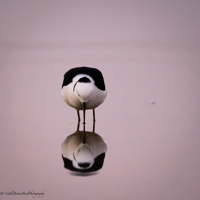 A pied stilt facing the camera with it's bill and legs merging with those of it's reflection.