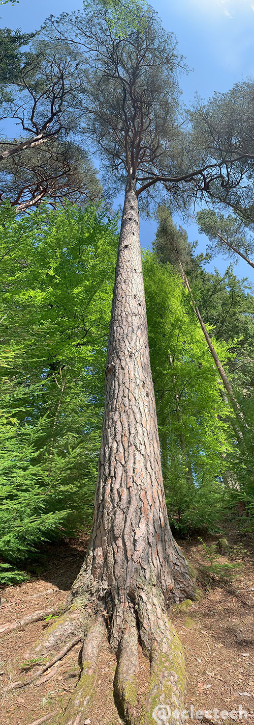 A really tall photo of a really tall tree. At the bottom you can see the thick trunk splitting into large roots. Its patterned trunk tapers up in front of lush light green trees to its own leaves, a long way up against a blue sky.
