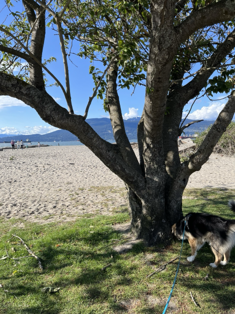 Beach and a tree with a dog sniffing at its base