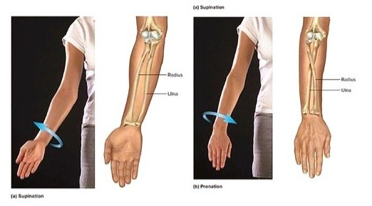 These are a series of drawings explaining what happens to the bones in your arm while you turn your wrist. If your palms are facing out, it looks like normal bones, but if you turn it back of the hand facing out, the bones look like a pretzel twist!