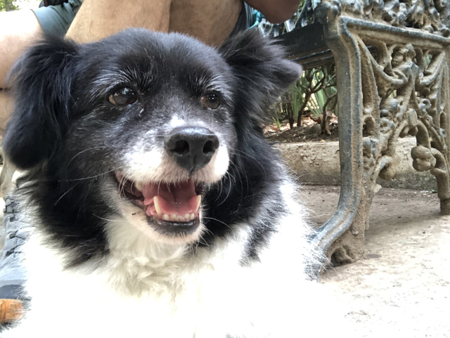 Mozzarello, mi perro blanco y negro, sonriendo enfrente de una banca en el parque.