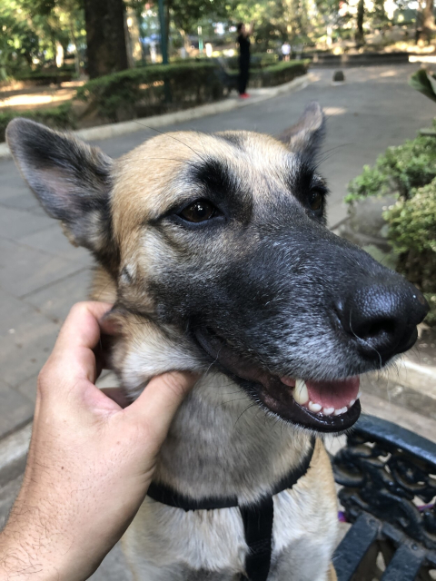 Gaia, mi perrita color miel y con hocico negro; sonriendo mientras le acaricio el cuello.