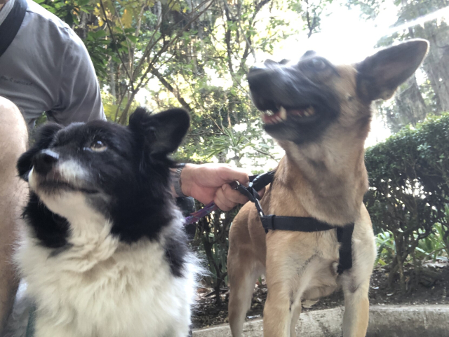 Mozzarello y Gaia voltean hacia mí, que estoy sentado en una banca del parque.