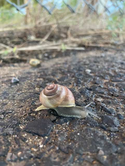 Another snail on the asphalt path, also moving to the right. This one has a darker shell, yellow toward the bottom opening and brown toward the top of the spiral. Its body is more gray. 