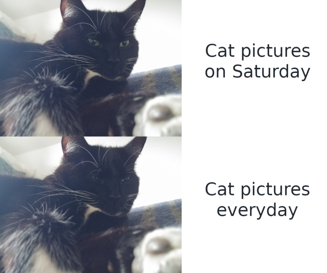 A two panel meme, like the Drake meme.

Top panel is a photo of a black and white cat, with the words "Cat pictures on Saturday"

Bottom panel is the same cat smiling, with the words "Cat pictures everyday"