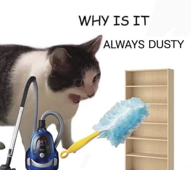 Cat: WHY IS IT ALWAYS DUSTY